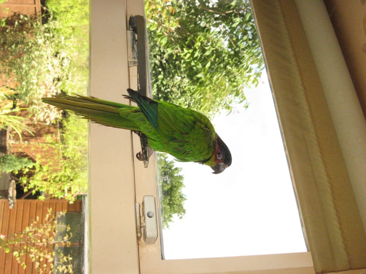 a green bird sitting on top of an open window