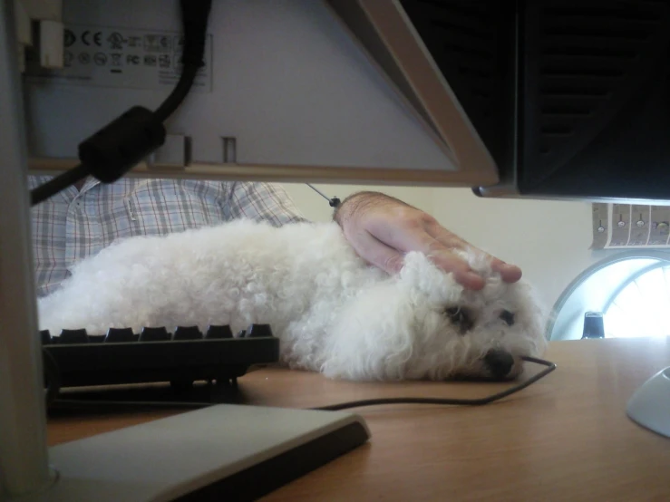 someone who is grooming a dog while laying on their lap