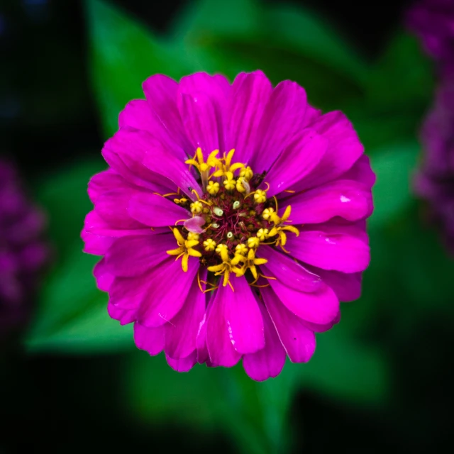 a very pretty purple flower with a green background