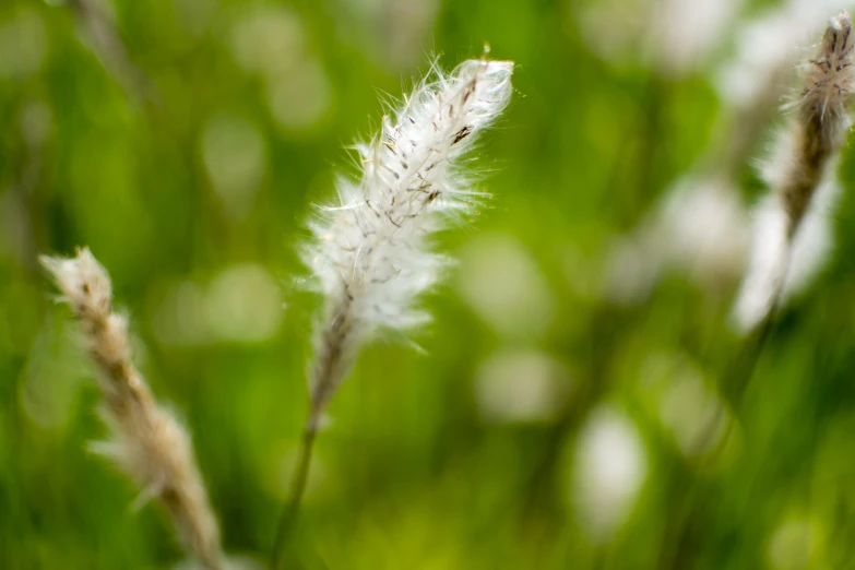 there is white feathers growing on a green plant