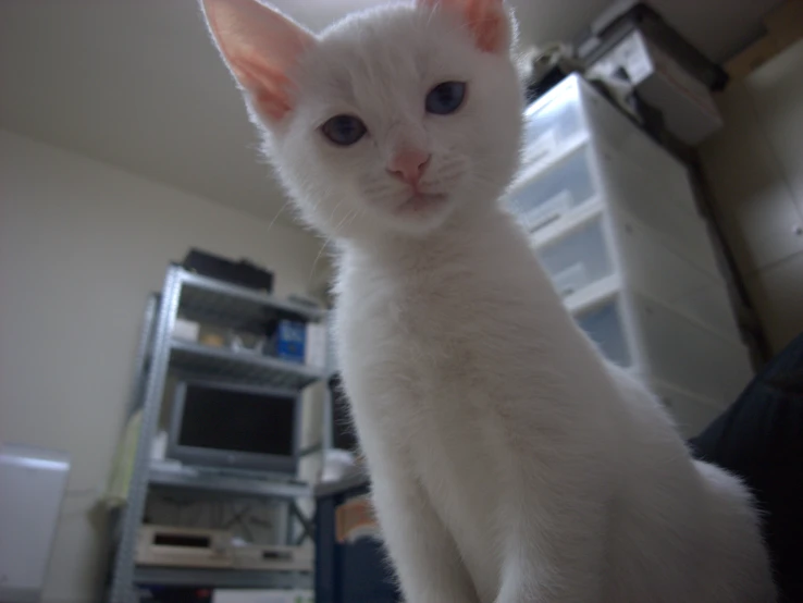 a white cat is looking at the camera