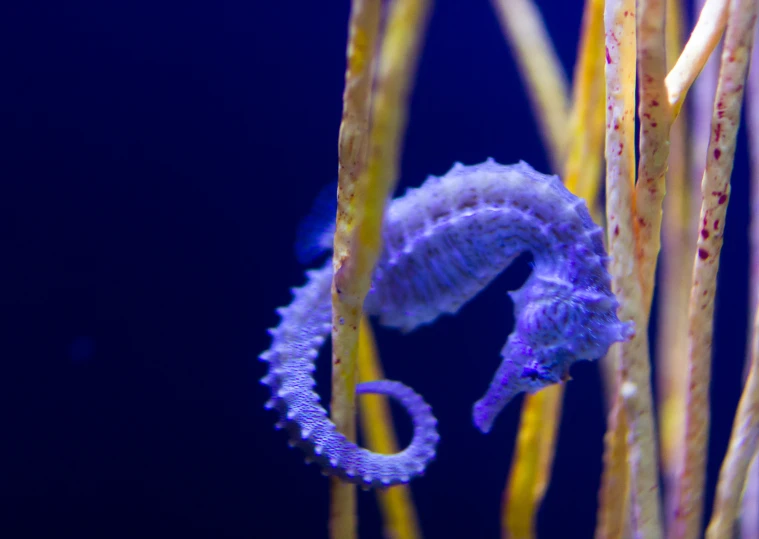 a seahorse on top of thin plants