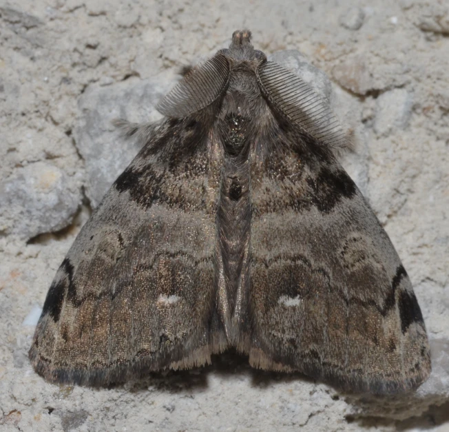 a moth sitting on a stone wall in daylight