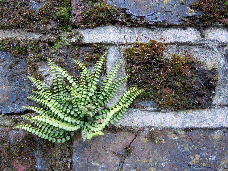 a plant grows on a rock wall that is covered in green moss