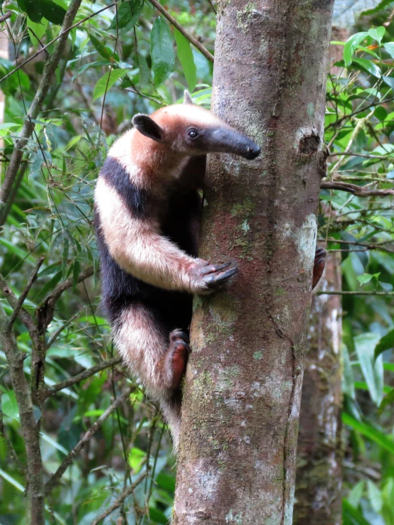 a small brown and black animal on a tree