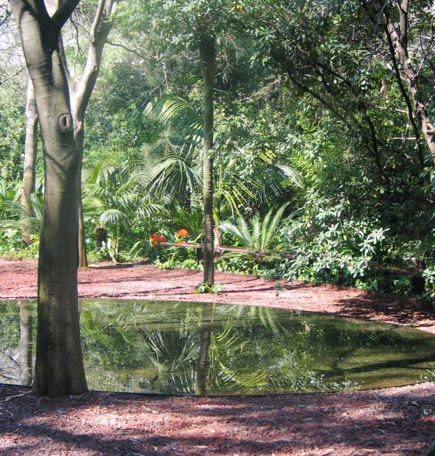 a pond with many water lilies on the surface and trees around