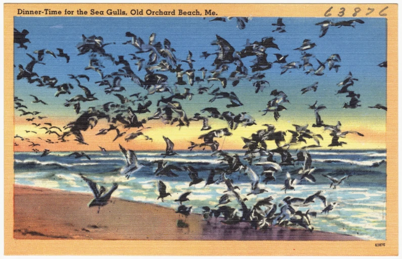 this postcard has a picture of many seagulls flying near the beach