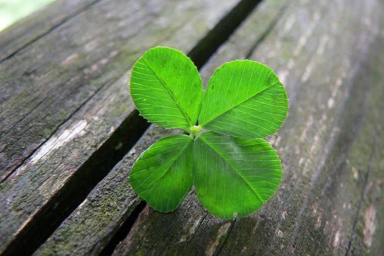 a four leaf clover sitting on a wooden bench