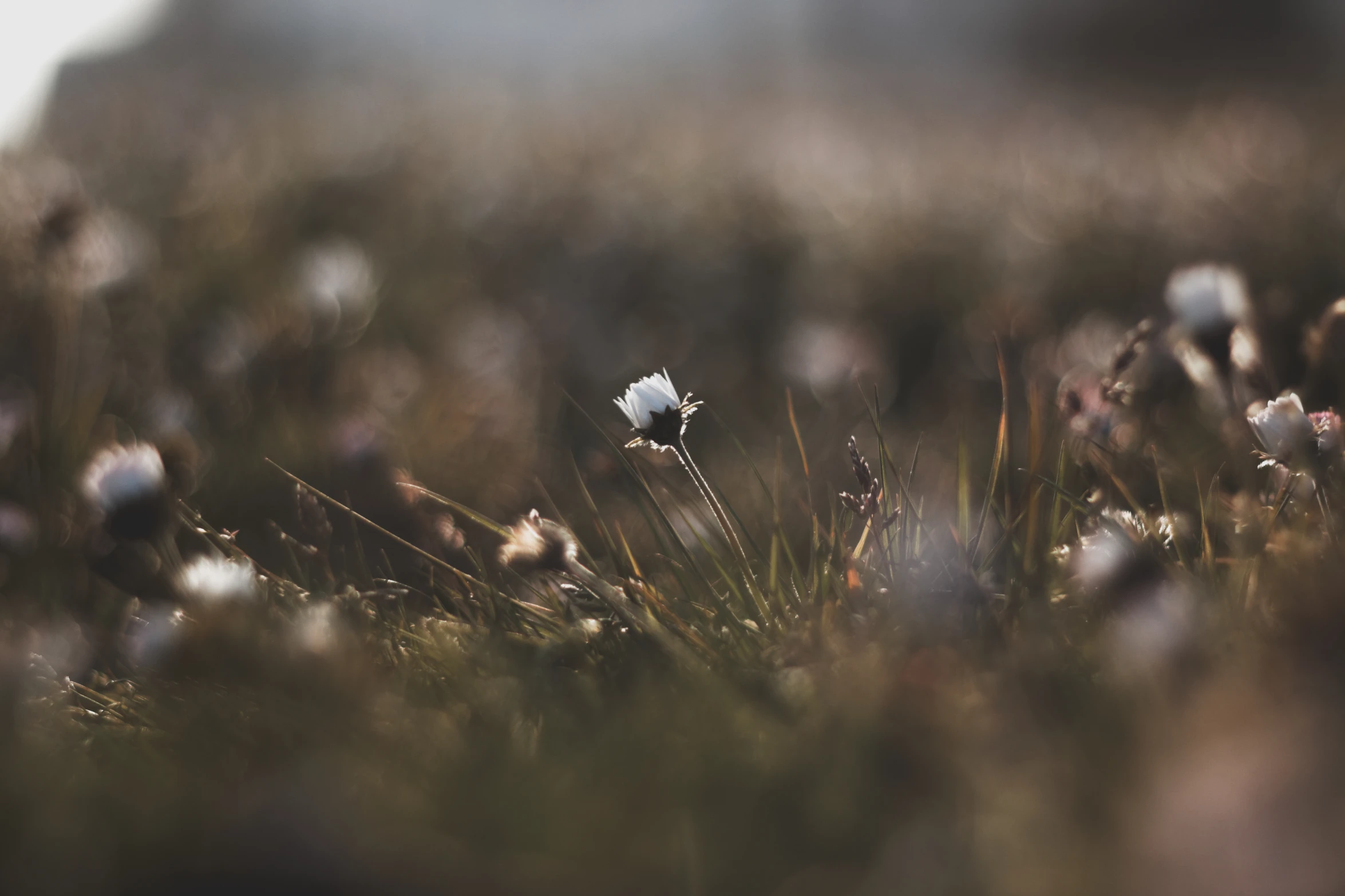 a bunch of very pretty little flowers in a field