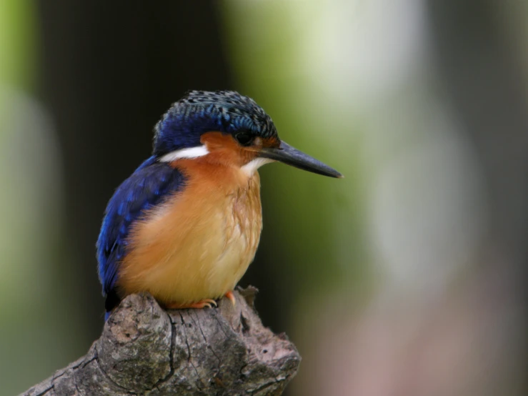 a bird with blue, red and white feathers on a nch