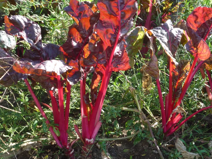 there are purple, red and orange leaves on this plant