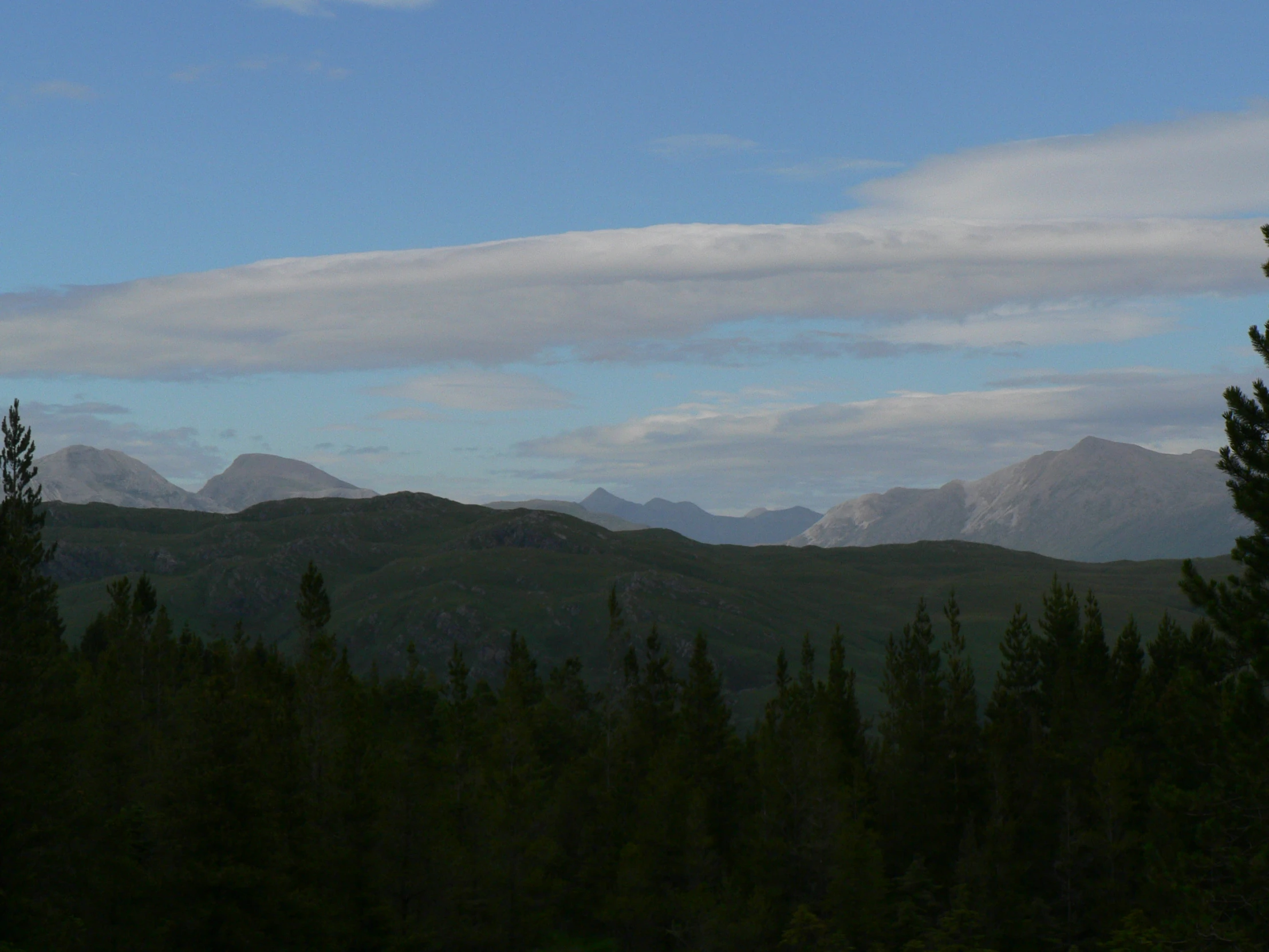 pine trees with mountains in the distance