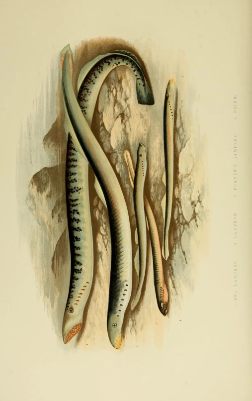 an illustration of an insect that is different shapes and sizes