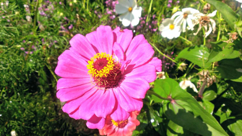 pink and white flowers in the garden with grass