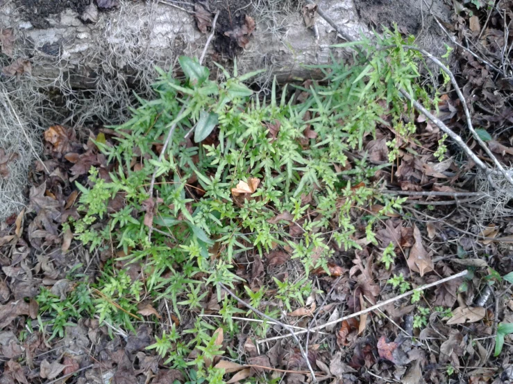 green plants growing on the side of a forest floor