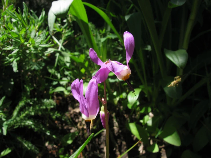 purple flowers in front of plants and bushes