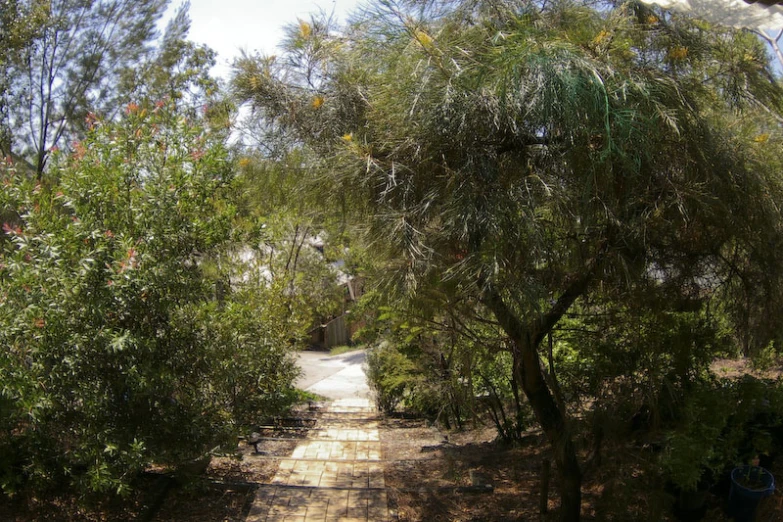 view down a path in a forested area