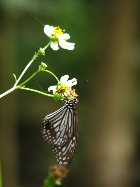 a erfly sitting on top of a flower