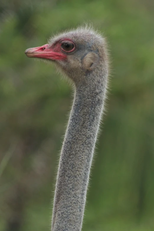 an ostrich is shown standing in the wild