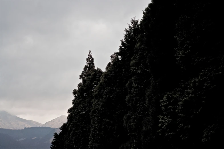 there are many evergreens on the tall mountain