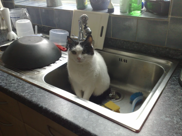 a cat sitting in the sink next to a faucet