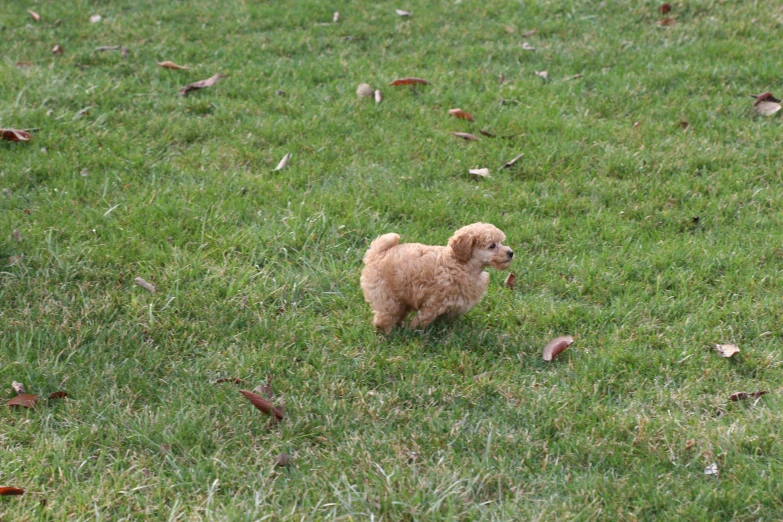 a brown puppy standing on top of a grass covered field