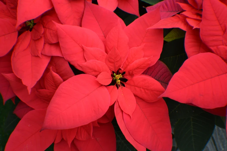 poinsettia flowers that appear to have opened and wilting petals