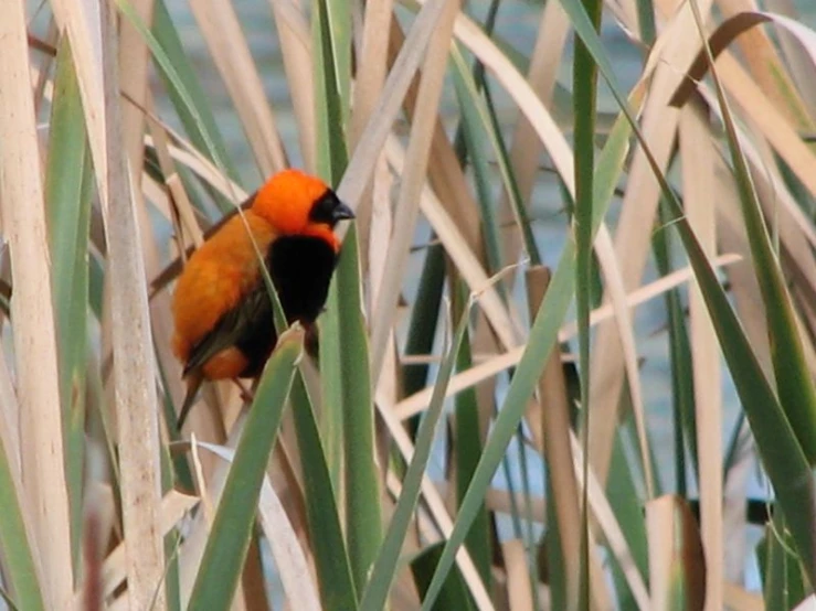 an orange and black bird in a field of tall grass