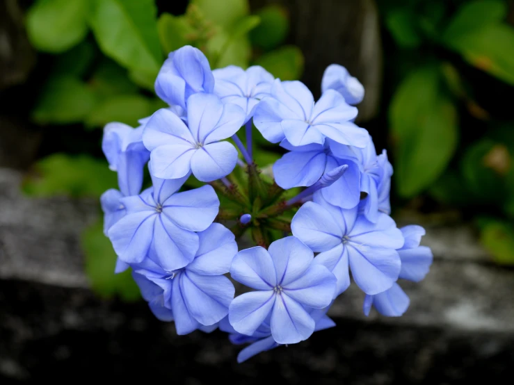 small blue flowers sprouting up from a stone wall