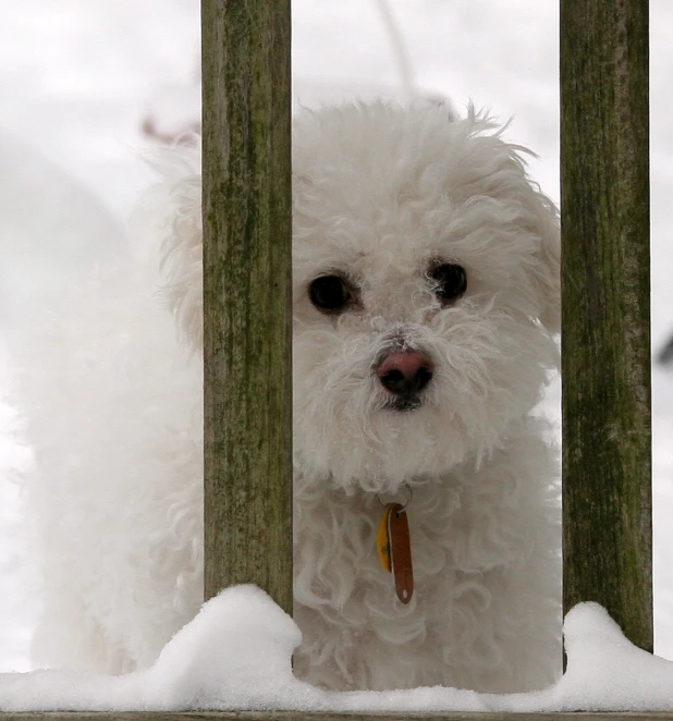 a white fluffy puppy standing behind wooden posts