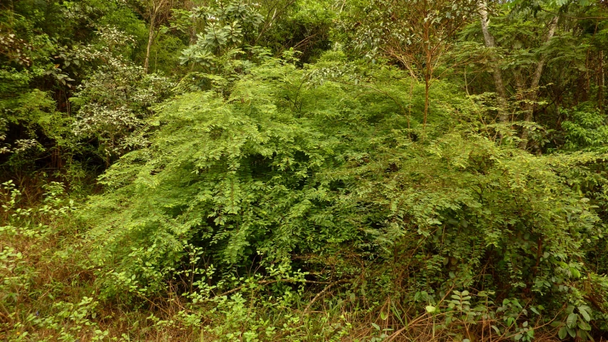 a lush green jungle area surrounded by tall trees