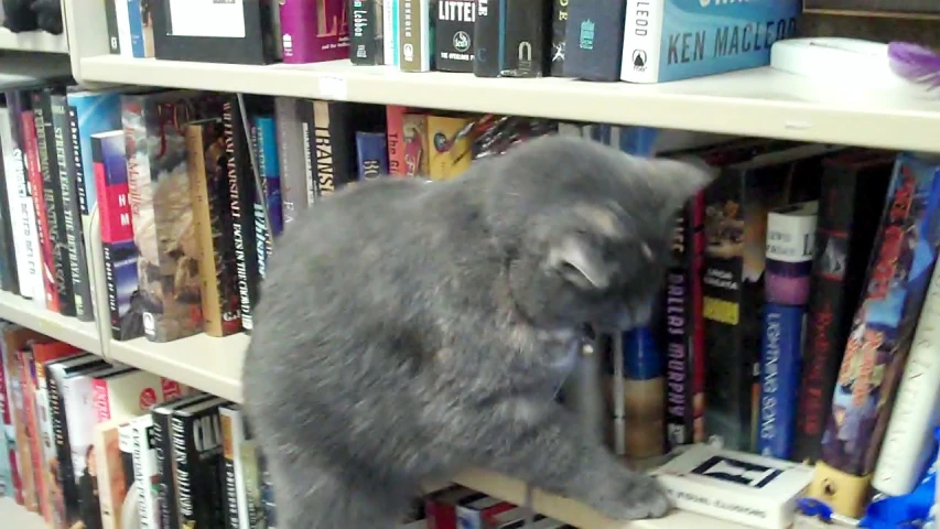a cat with head stuck in the bookshelf