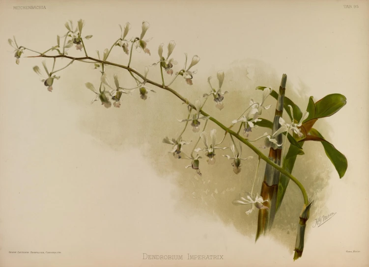 a plant in front of a white background