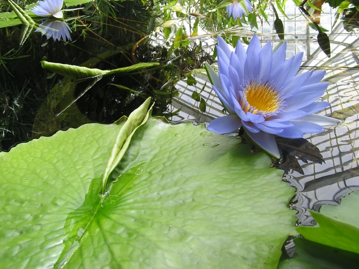 a lily that is on top of some leaves