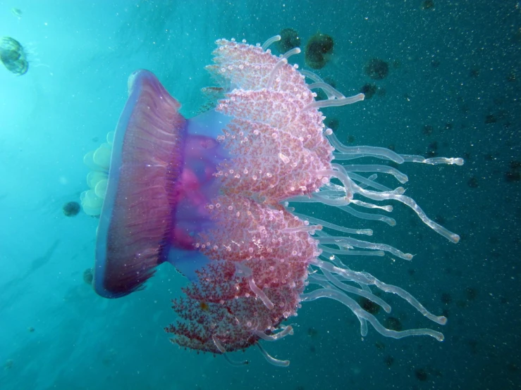 a sea creature floating in the water