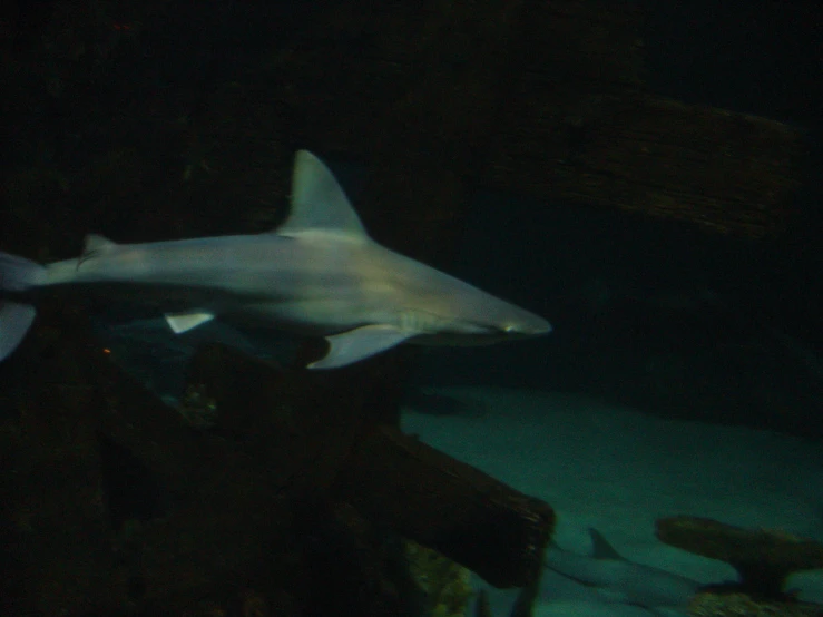 a small white shark swimming under some water