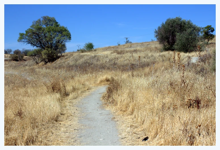 an empty path that is going through the dried grass