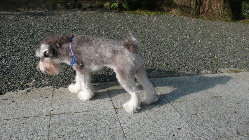 a small white dog standing on top of a sidewalk