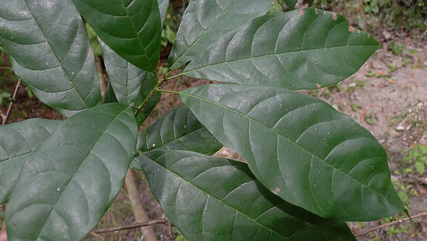 a close up of a green plant with leaf structure