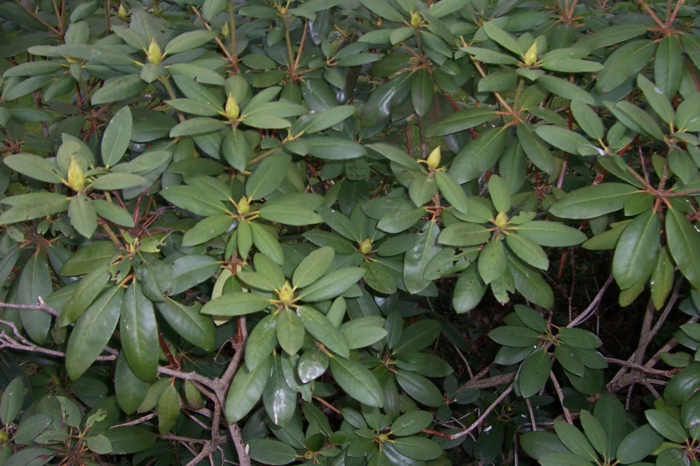the top view of a plant with large leaves
