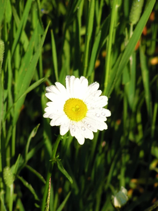 the daisy is in the grass near all other flowers