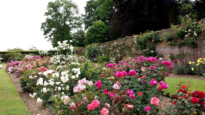 a garden filled with lots of different colored flowers