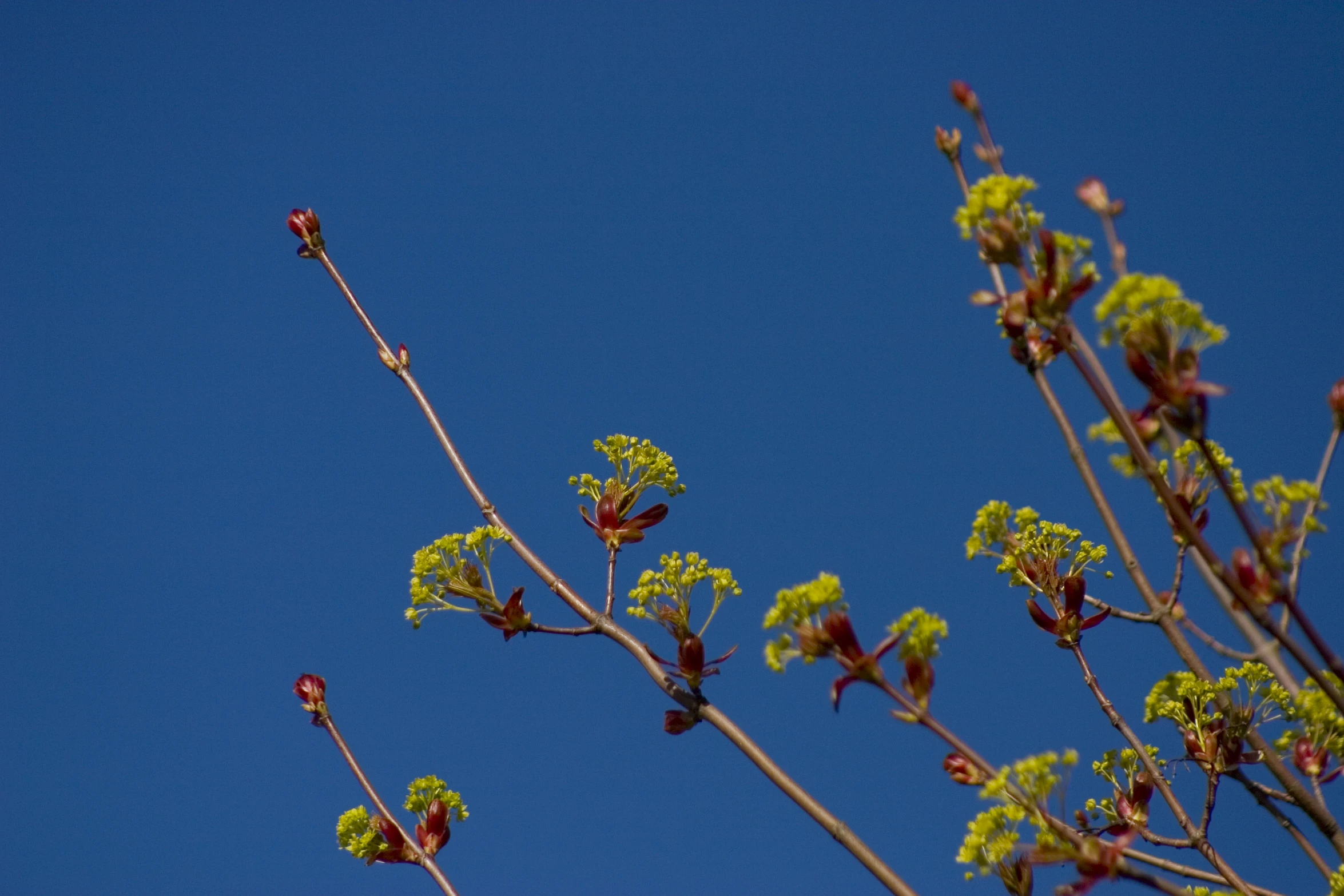 a group of flowers and buds are in bloom against a blue sky