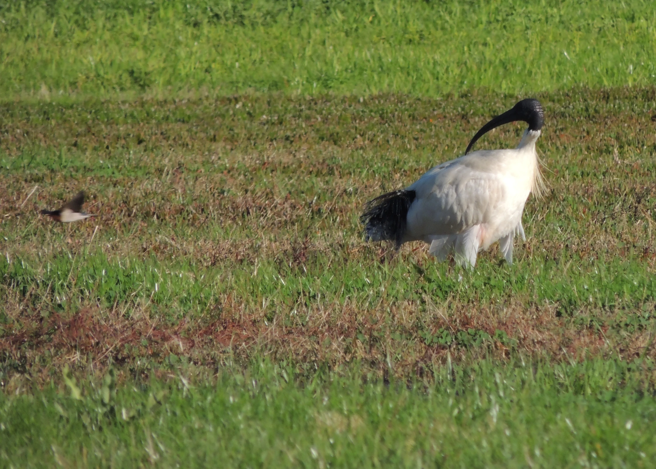 two birds stand together in an open field