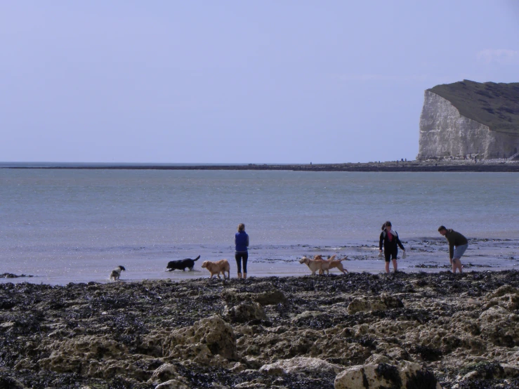 four people walking their dogs on the beach near water