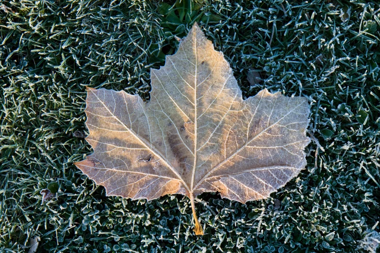 a single leaf sits on a lawn covered in grass