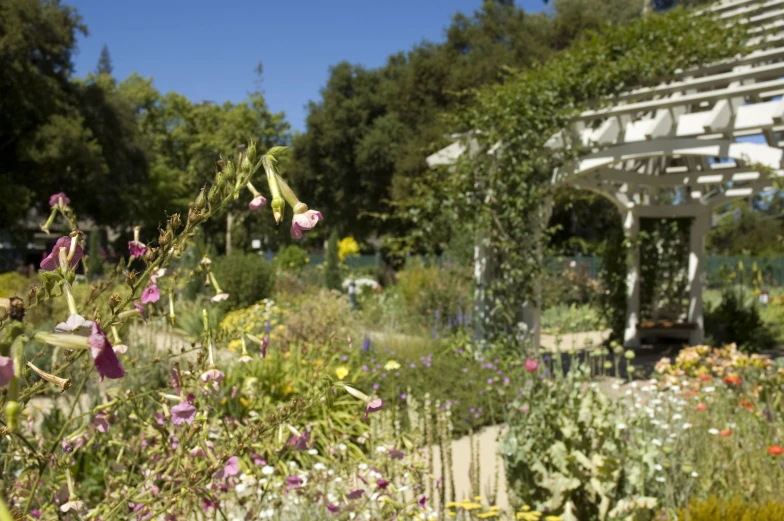 an assortment of flowers in a garden near an old house