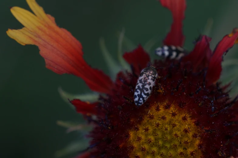 two white bugs standing on a red flower