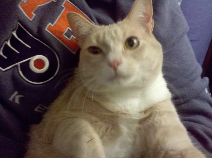 a tan and white cat with its paw on someone's back