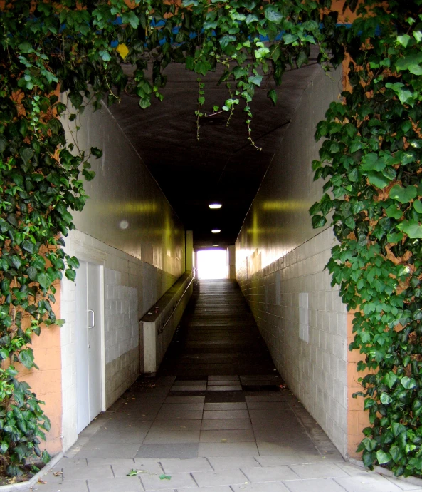 a hallway that has a lot of ivy growing up and down the walls